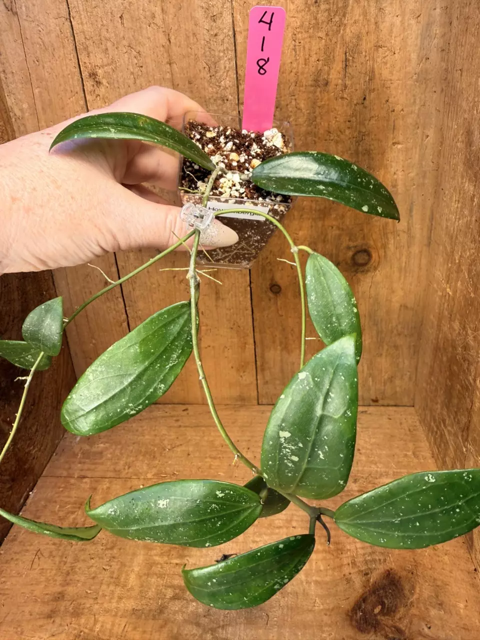 418 Hoya wibergiae thumbnail