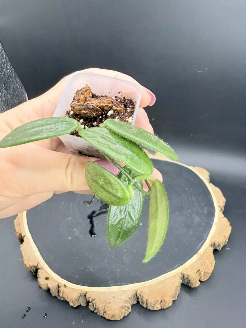 Hoya Lyi #299 thumbnail