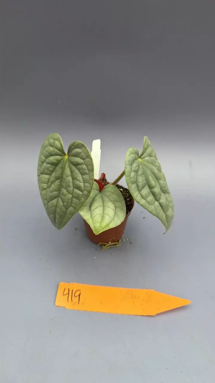 Anthurium Luxurians - 419 thumbnail
