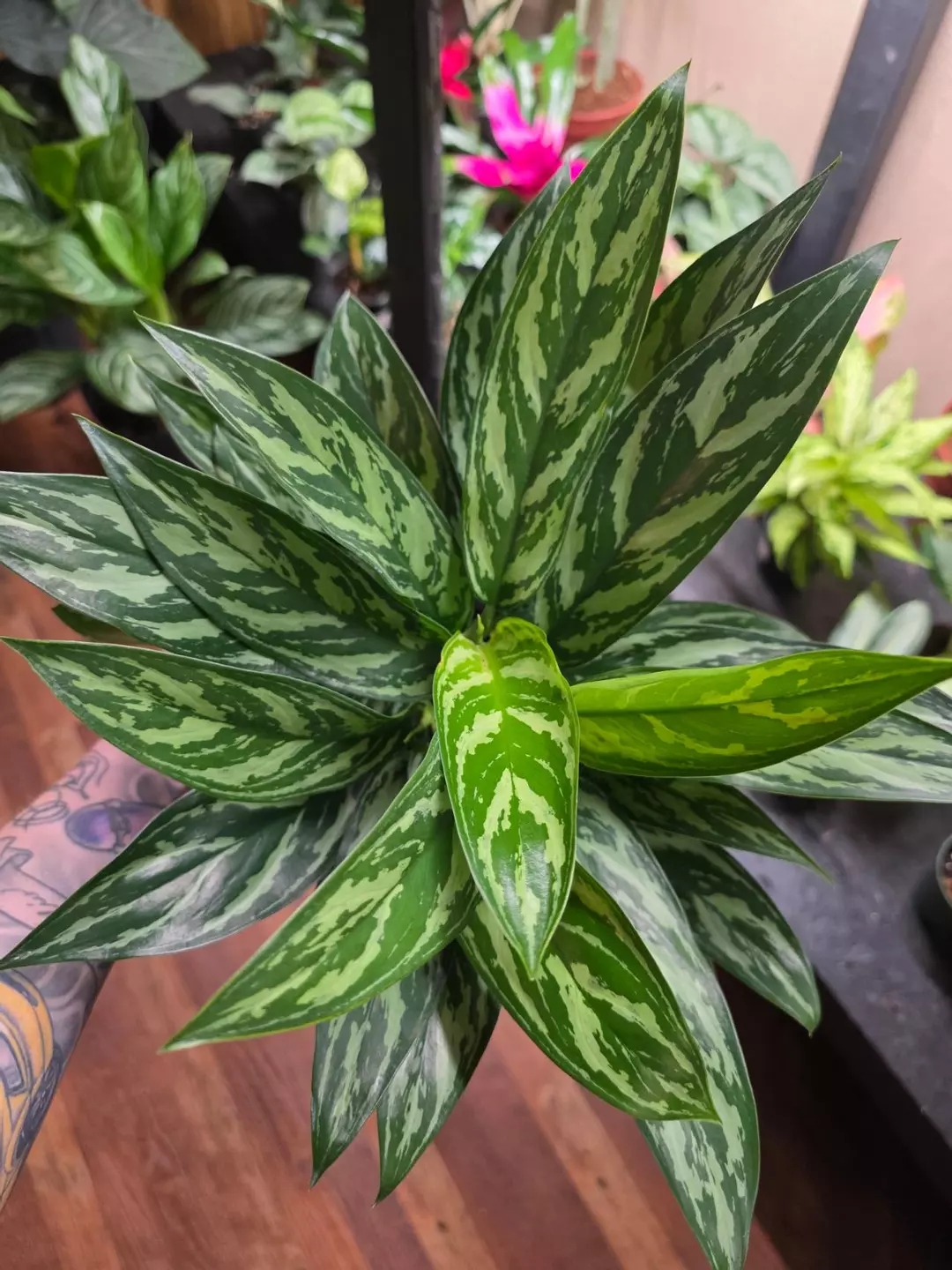 Aglaonema Tigress thumbnail