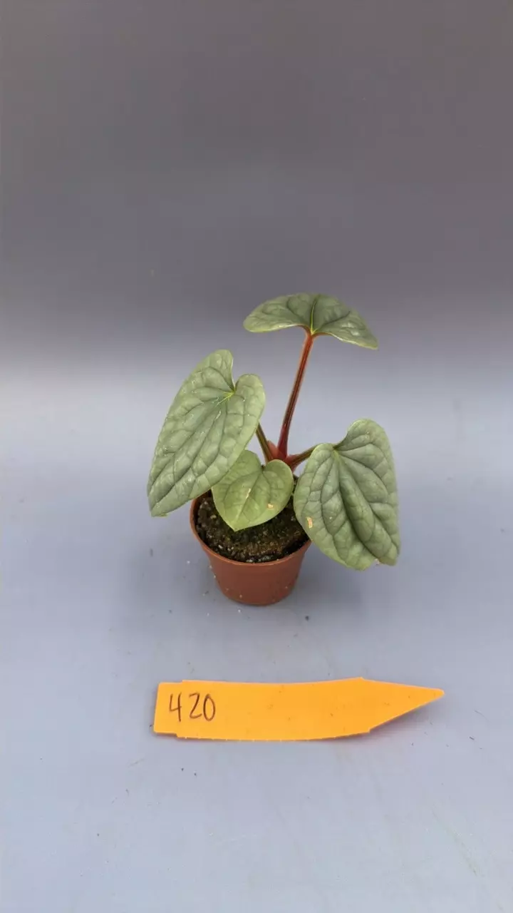 Anthurium Luxurians - 420 thumbnail