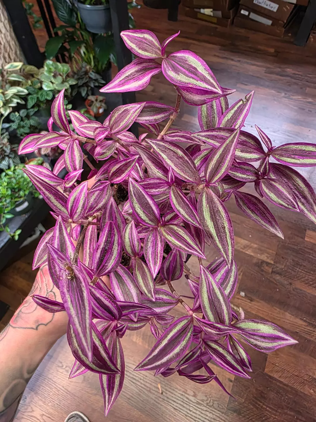 Tradescantia Pink Paradise thumbnail