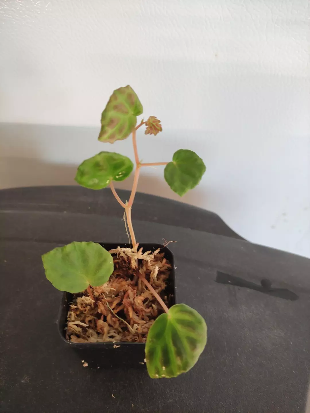 Begonia lichenora x dracopelta thumbnail