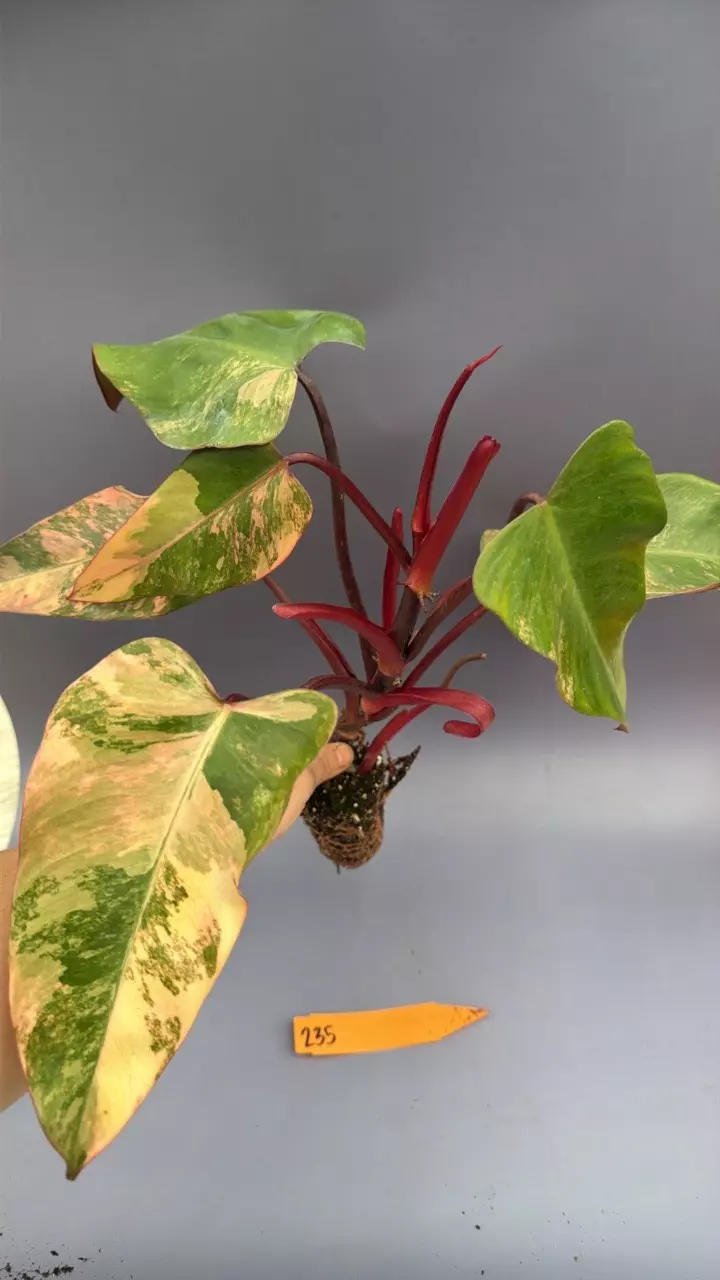 Philodendron Strawberry Shake - 235 *rooted top cut* thumbnail