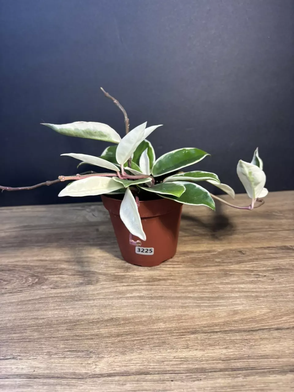 Hoya Krimson Queen 4” 3225 thumbnail