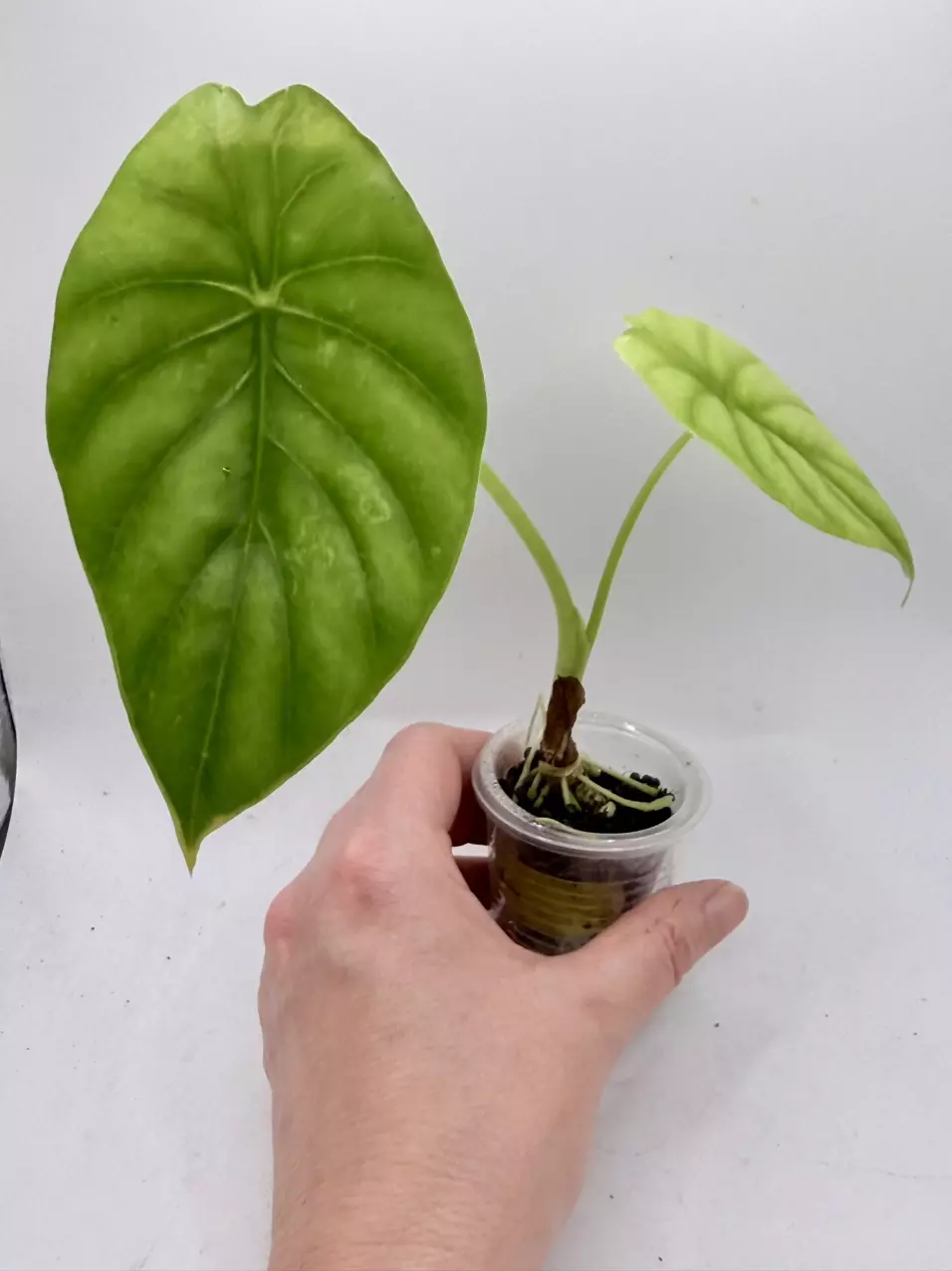 Alocasia Sinuata thumbnail