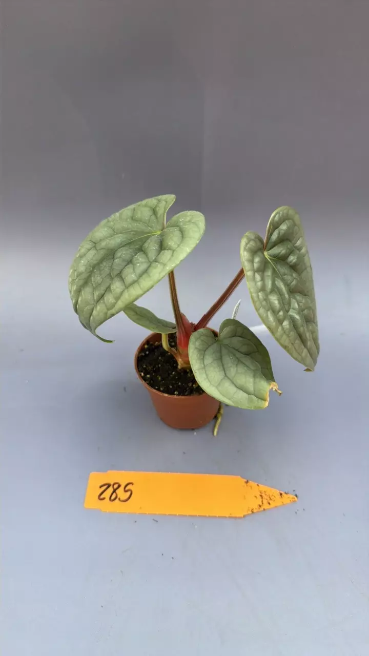 Anthurium Luxurians - 285 thumbnail