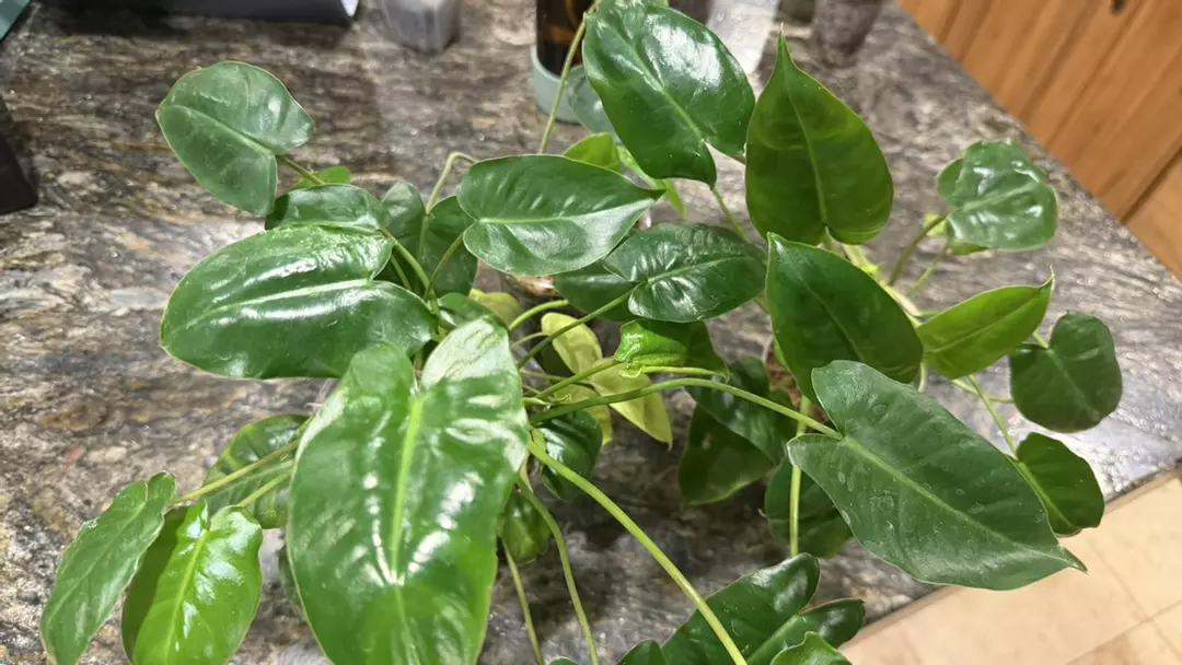 Philodendron Burl Marx Variegated (REVERTED) ADD ON ONLY thumbnail