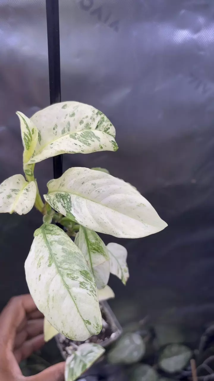 Rhaphidophora Puberula Variegated thumbnail