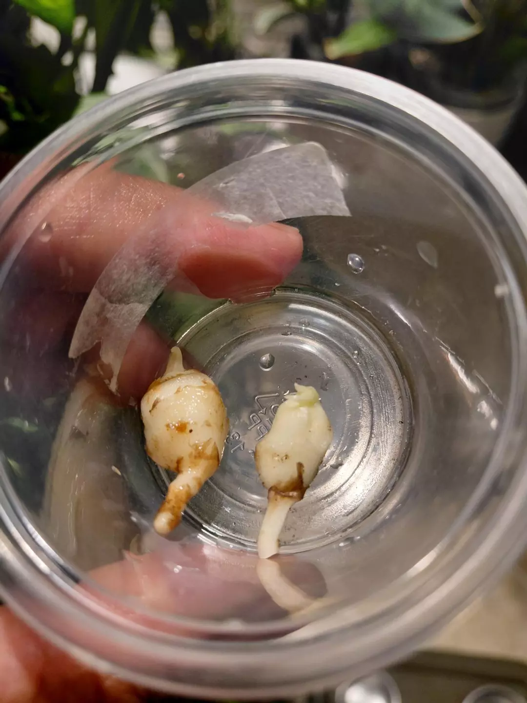 Alocasia Acuminata Albo Large Corm (You are getting 1 corm) thumbnail