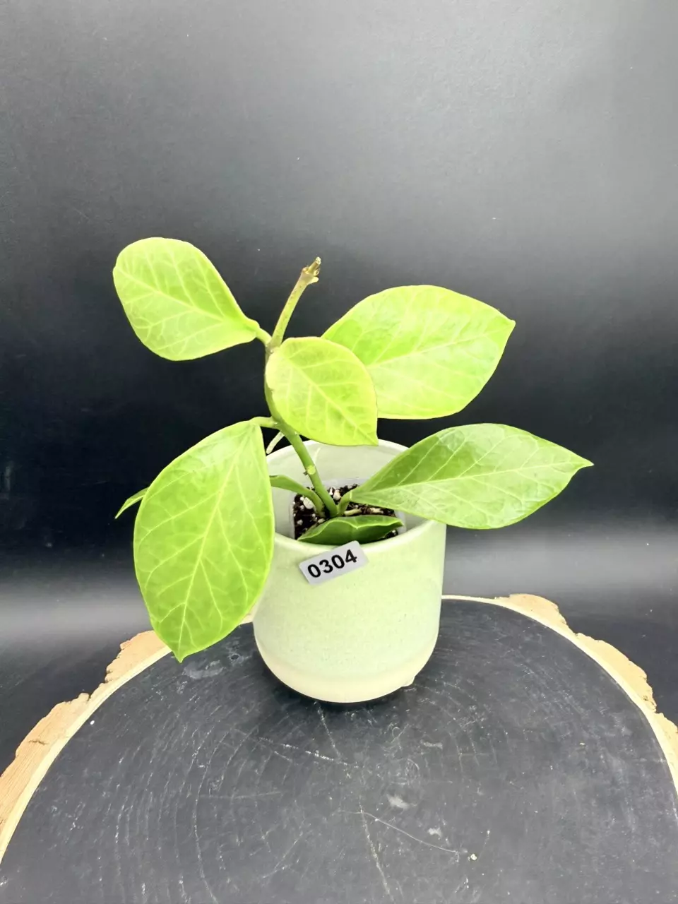 Hoya Obscura #304 thumbnail