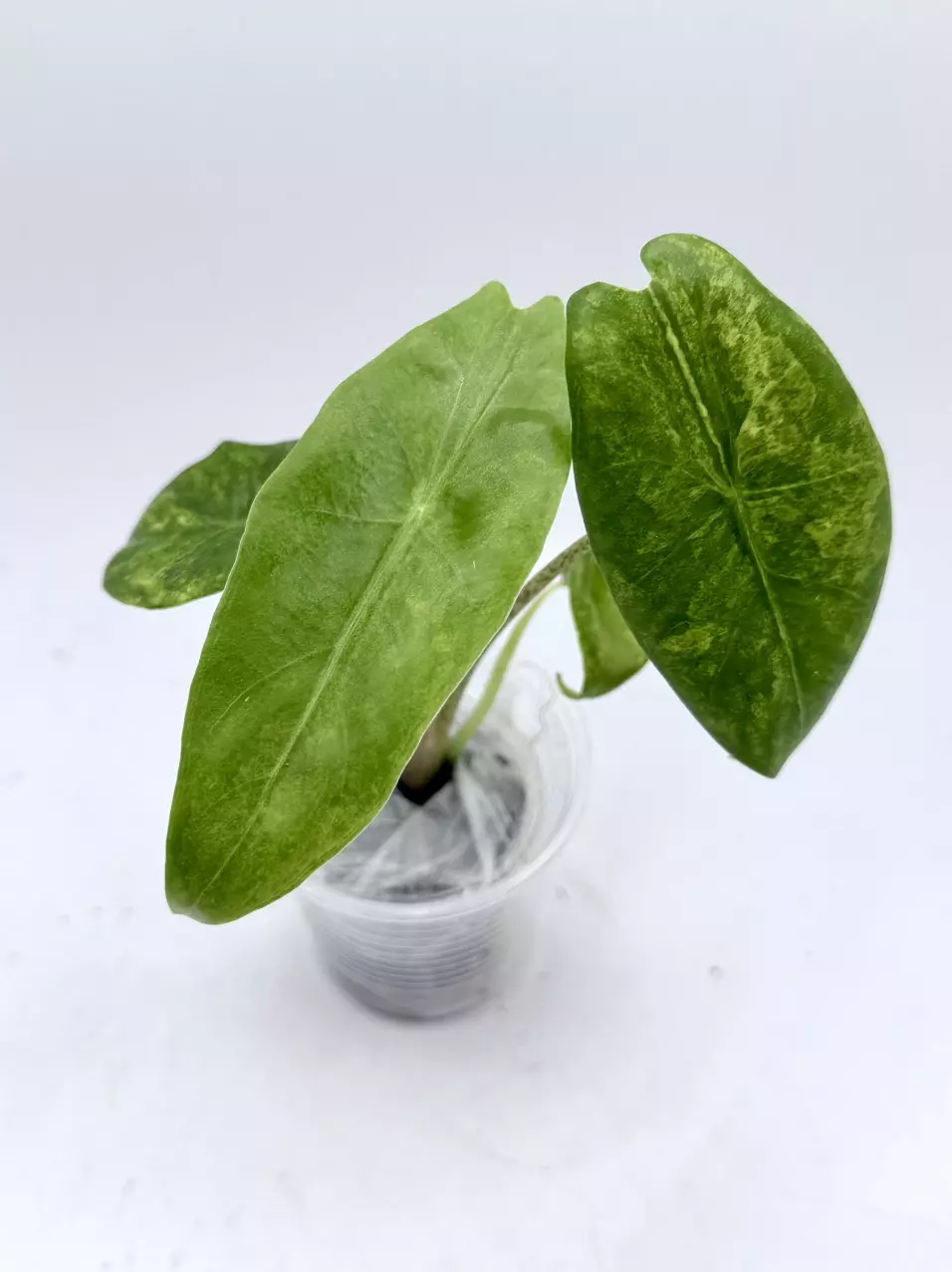 Alocasia Longiloba Aurea teen size thumbnail