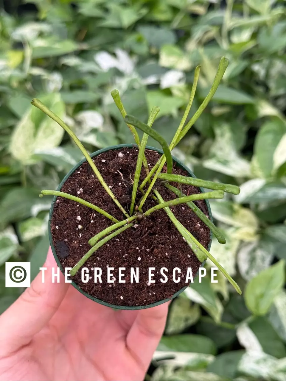 Hoya Retusa 2” Pot Growers Choice thumbnail