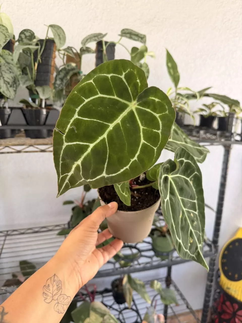 Anthurium clarinervium 5” thumbnail