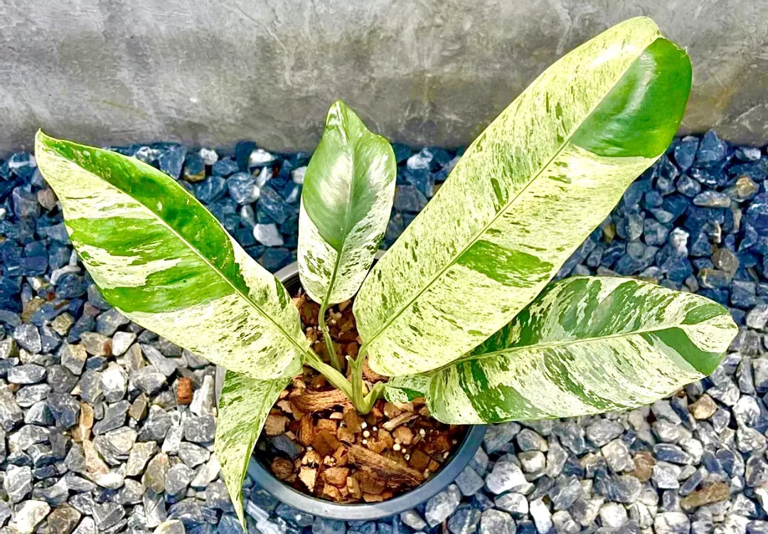 Epipremnum GIGANTIUM VARIEGATED TC 🤩 Tissue Culture SUPER FRESH ✅ thumbnail