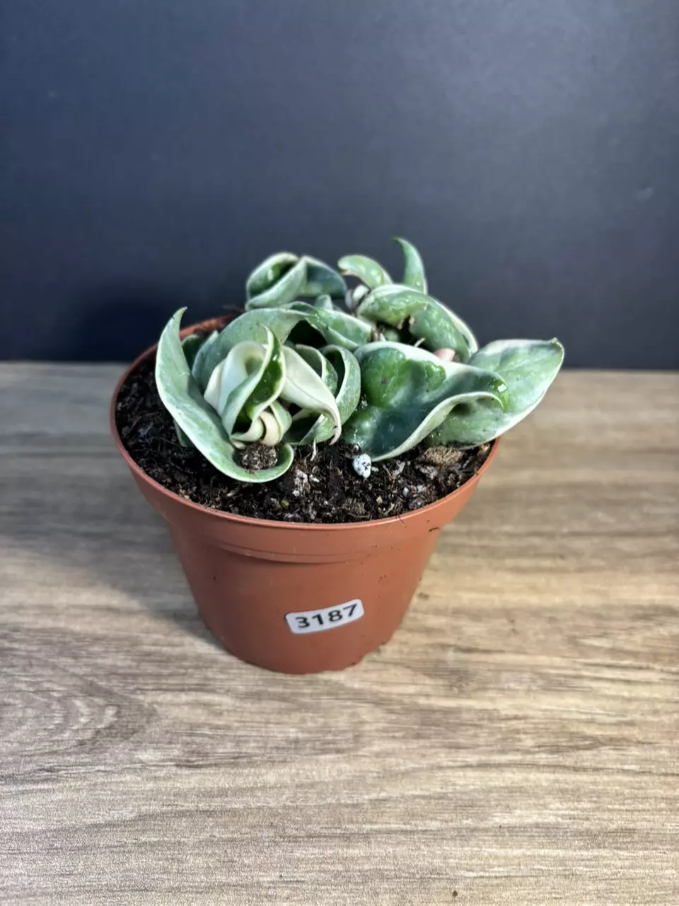 Hoya Carnosa Compacta Rope 4” 3187 thumbnail