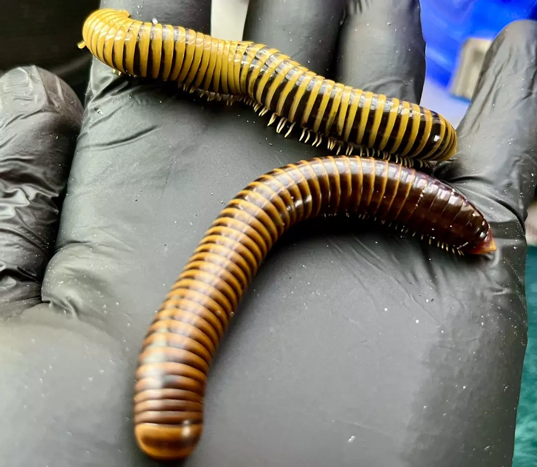 Gold Banded Unidentified Millipede Pair 1.1. *Rare* thumbnail