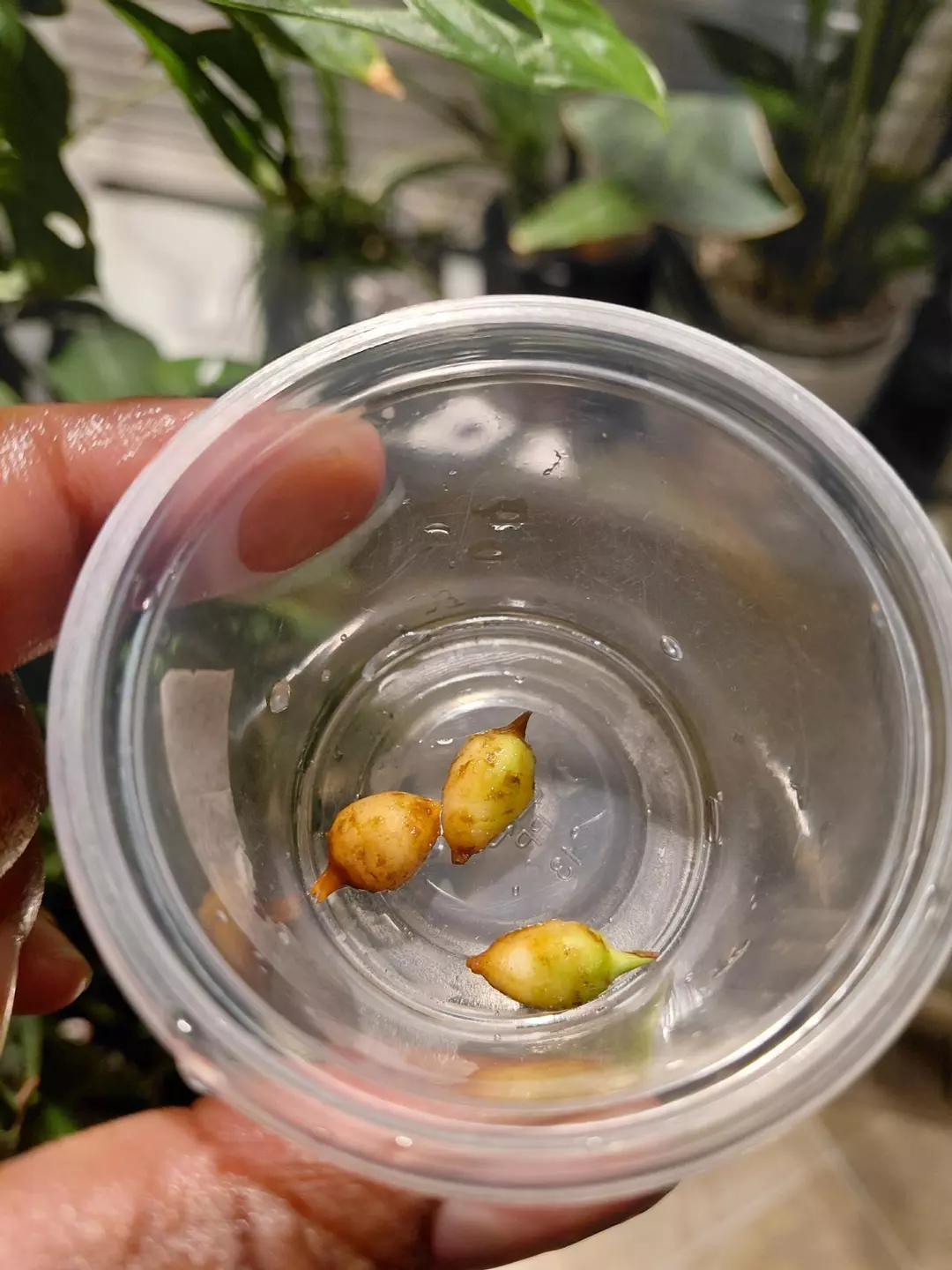 Alocasia Acuminata Albo Medium Corm (You are getting 1 corm) thumbnail