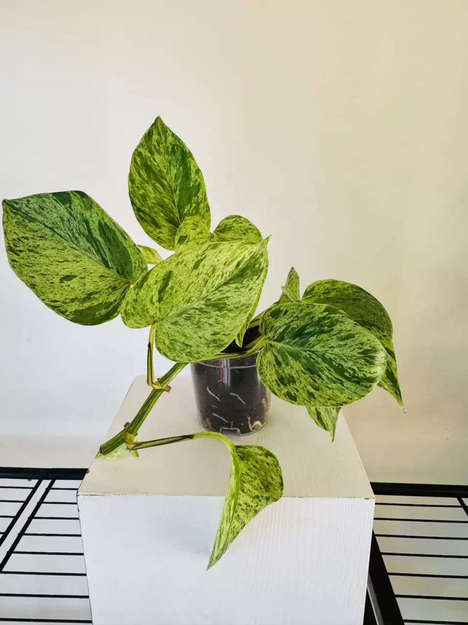 Pothos ‘Marble Queen’ (3inch) thumbnail