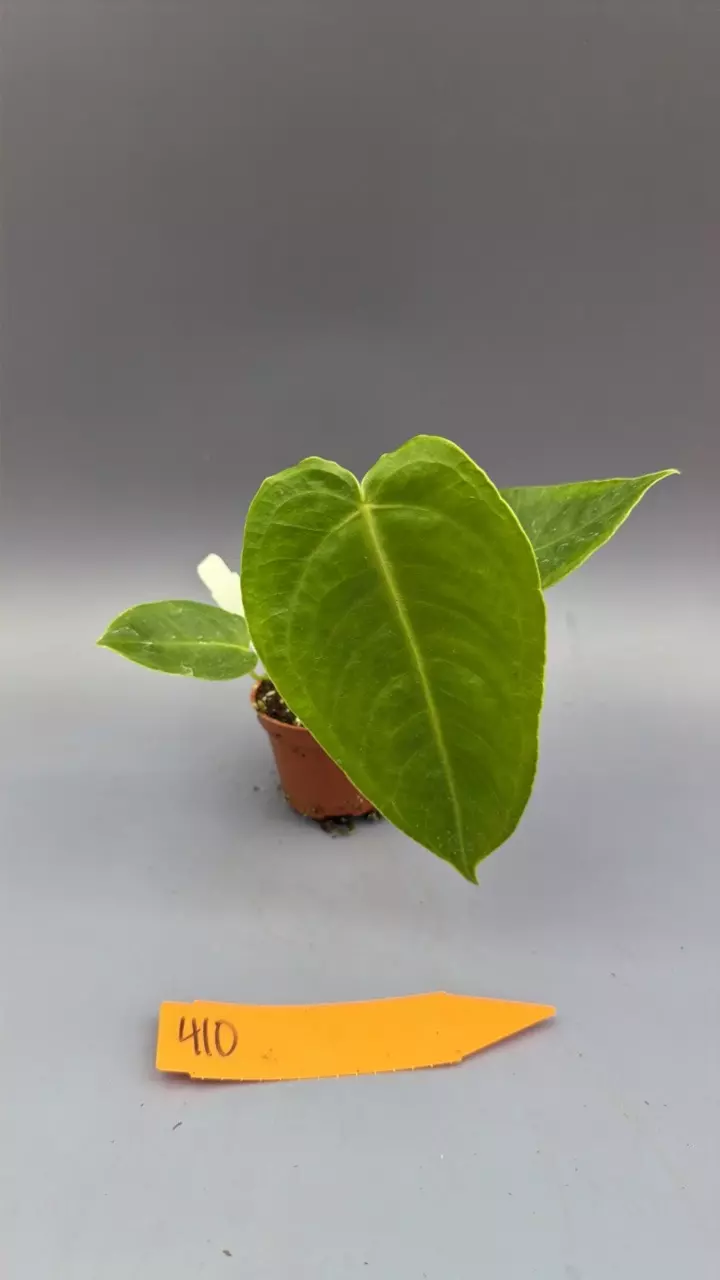 Anthurium Veitchii - 410 thumbnail