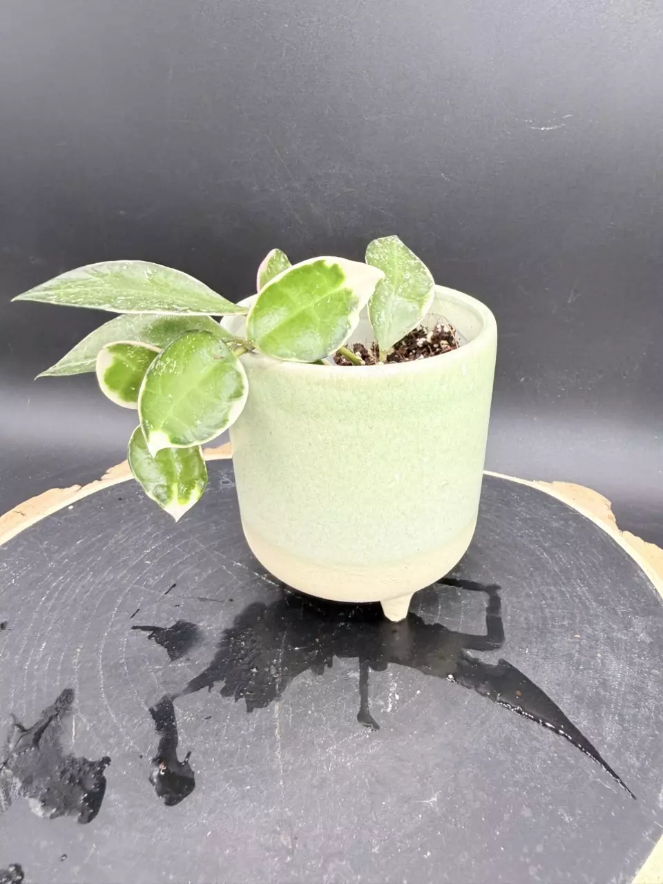 Lacunosa Asami #296 thumbnail