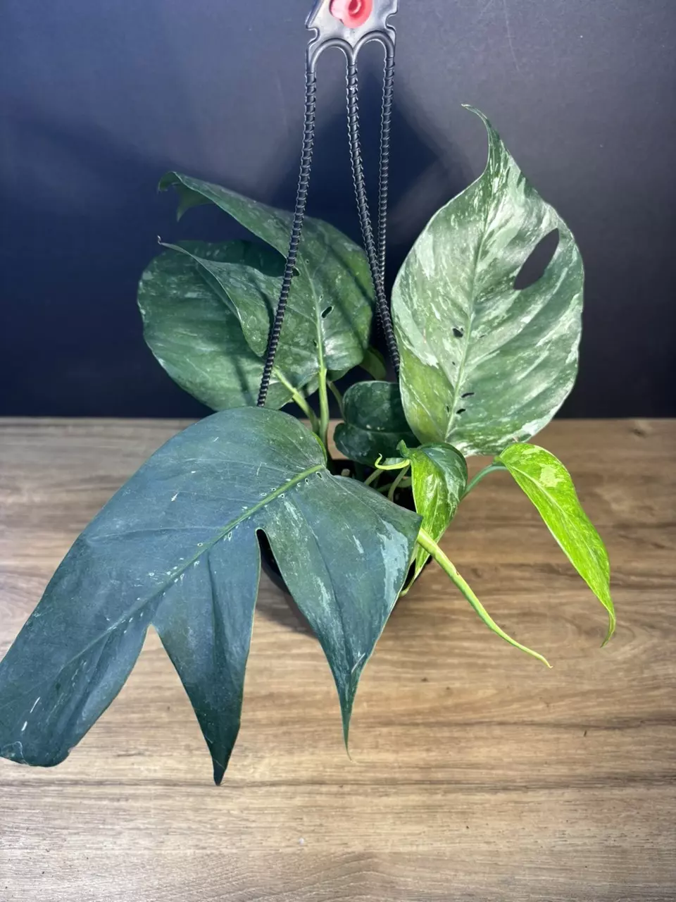 Epipremnum Pinnatum Variegated 4” HB 3235 thumbnail