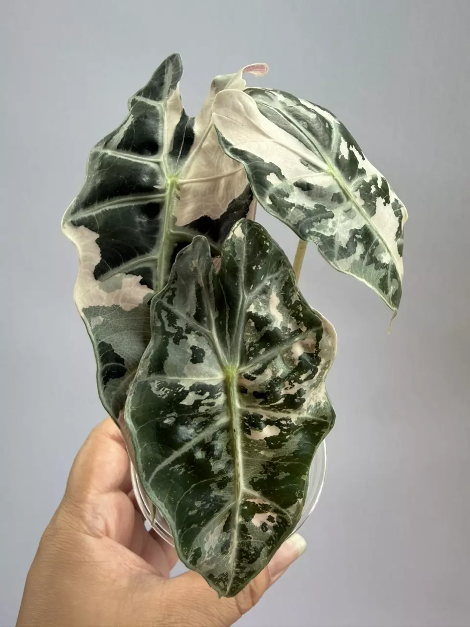 Alocasia Pink Polly Teen thumbnail