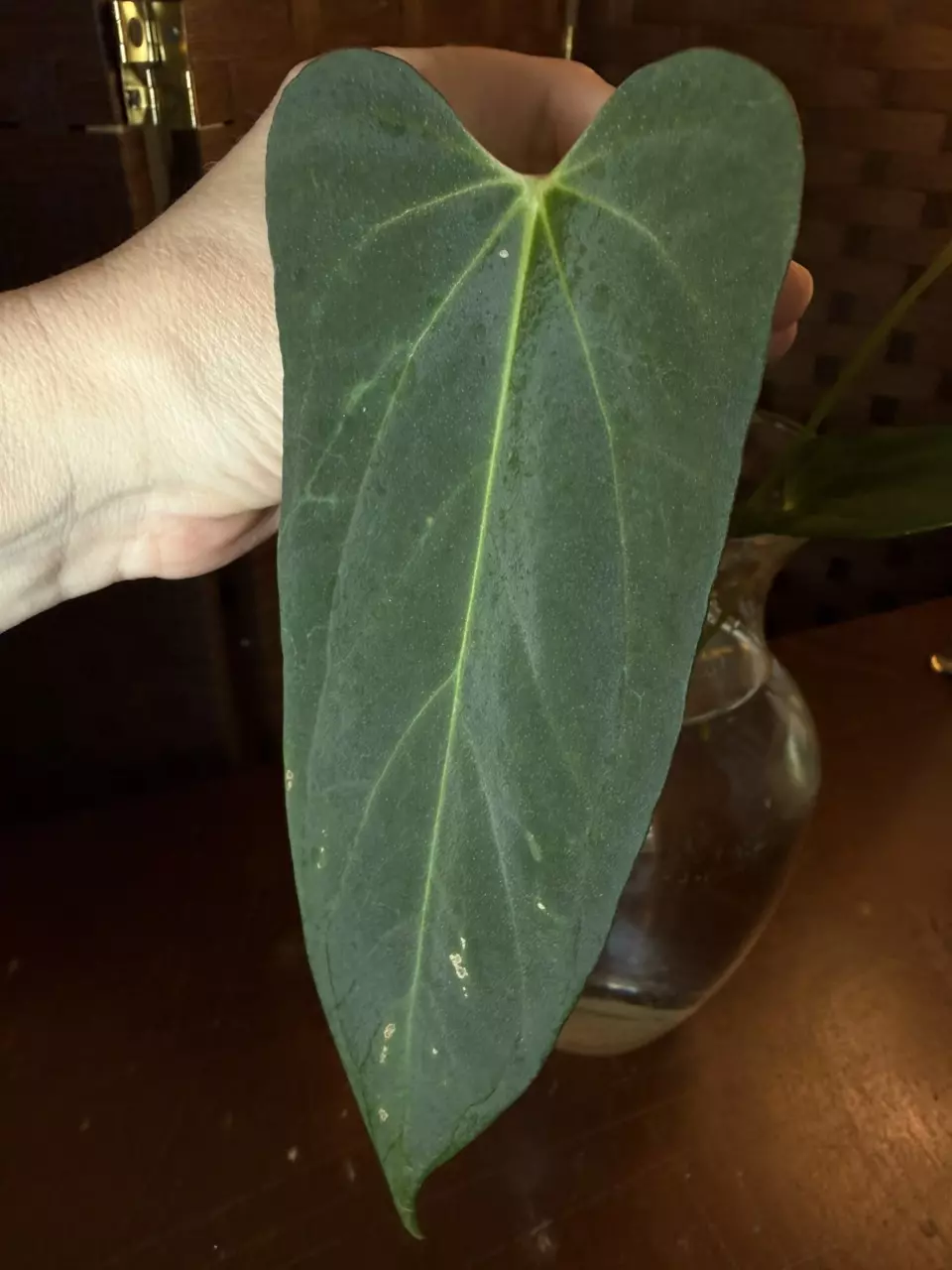 A. Blue Pap x Fort Sherman *Fresh Import* thumbnail