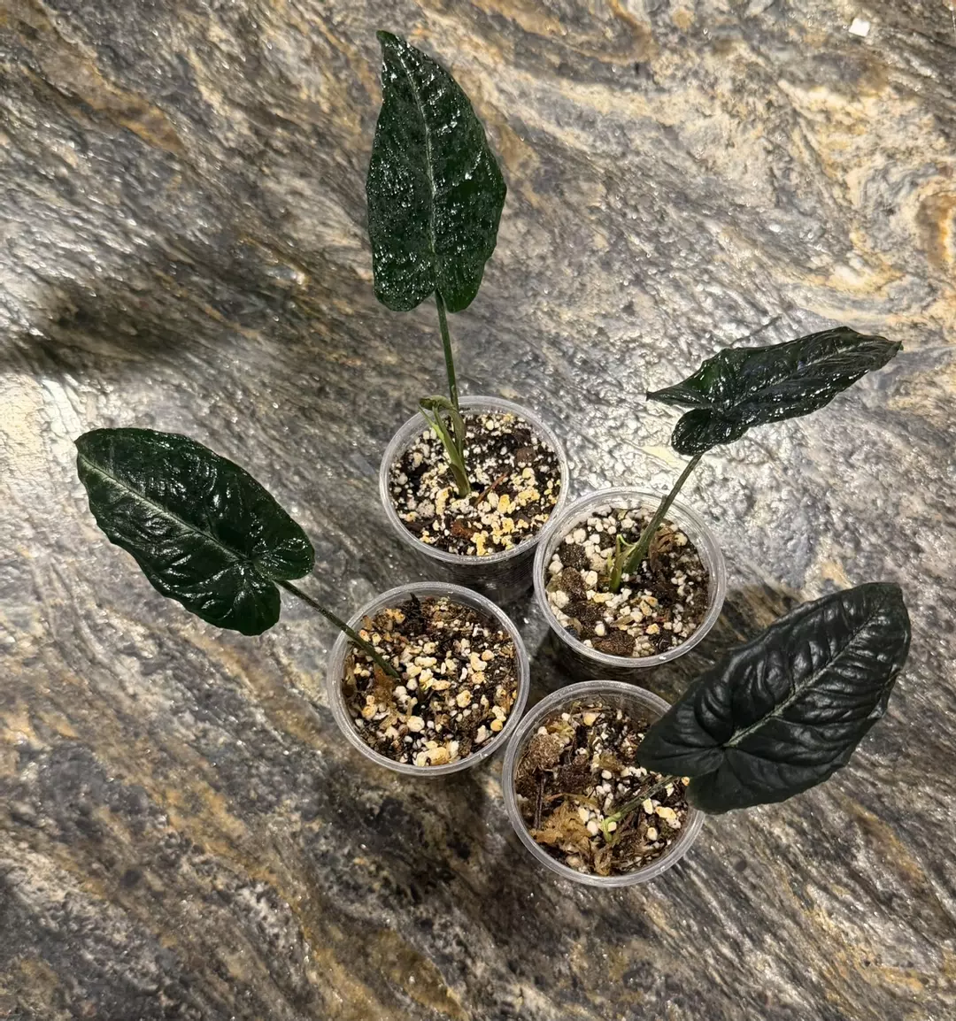 Syngonium Rayii Starter Plant ADD ON ONLY thumbnail