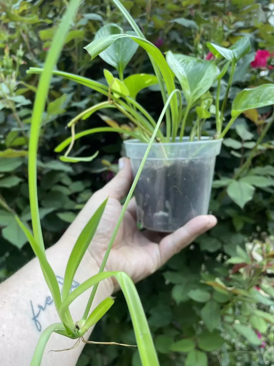 Mixed potted plant !! 5 plants in one pot !! thumbnail