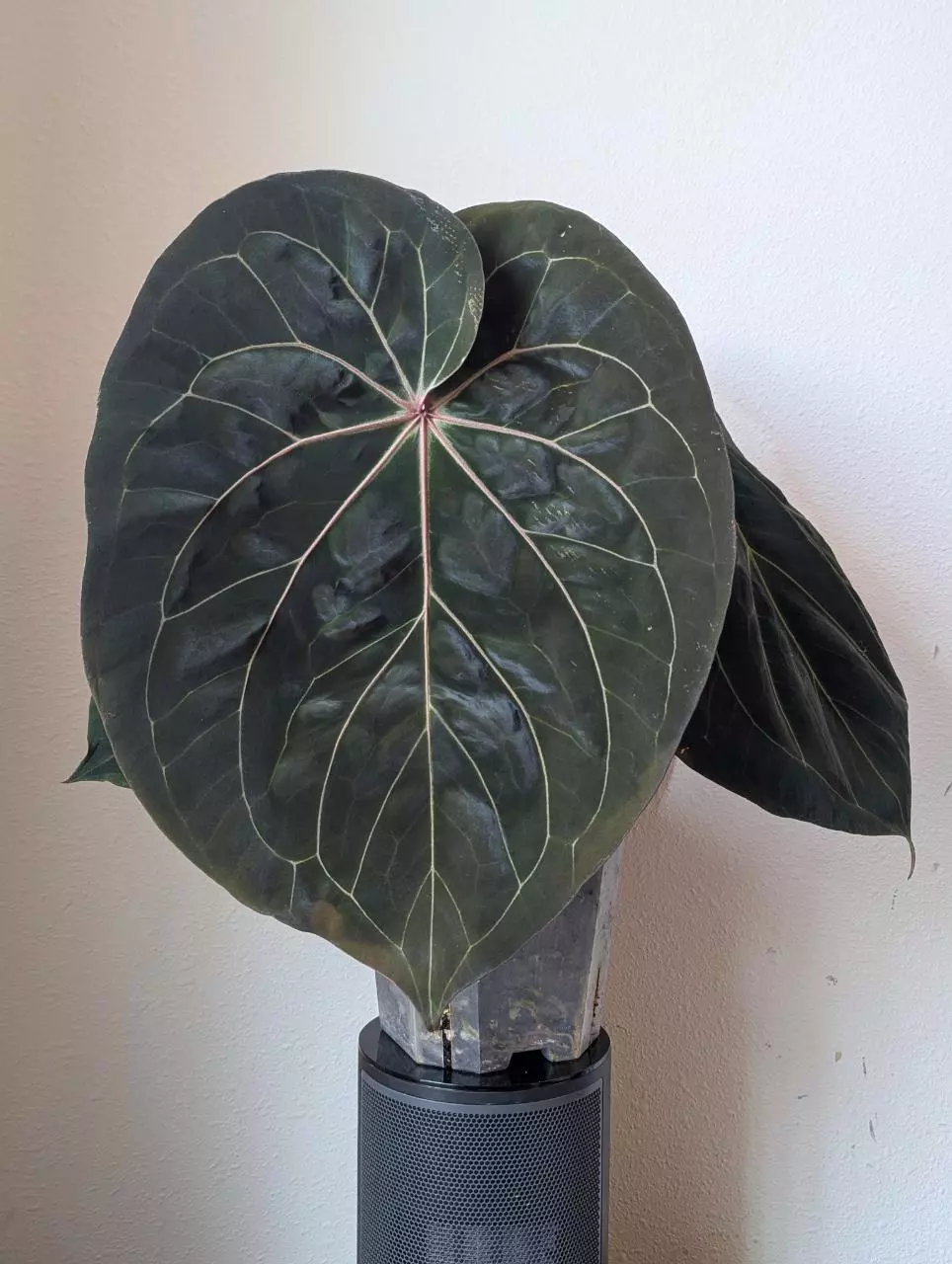 King of Spades(HU) x Carlablackiae FLOWERING thumbnail