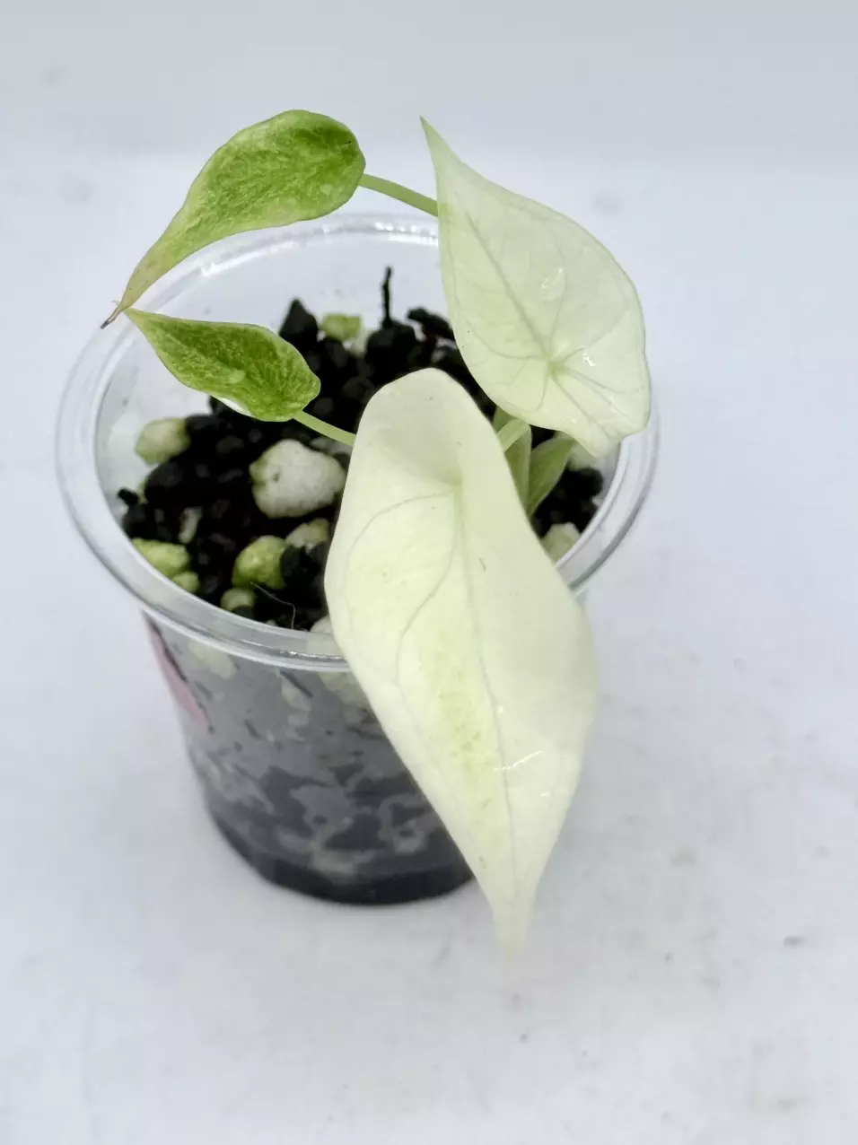 Alocasia Scalprum Mint thumbnail