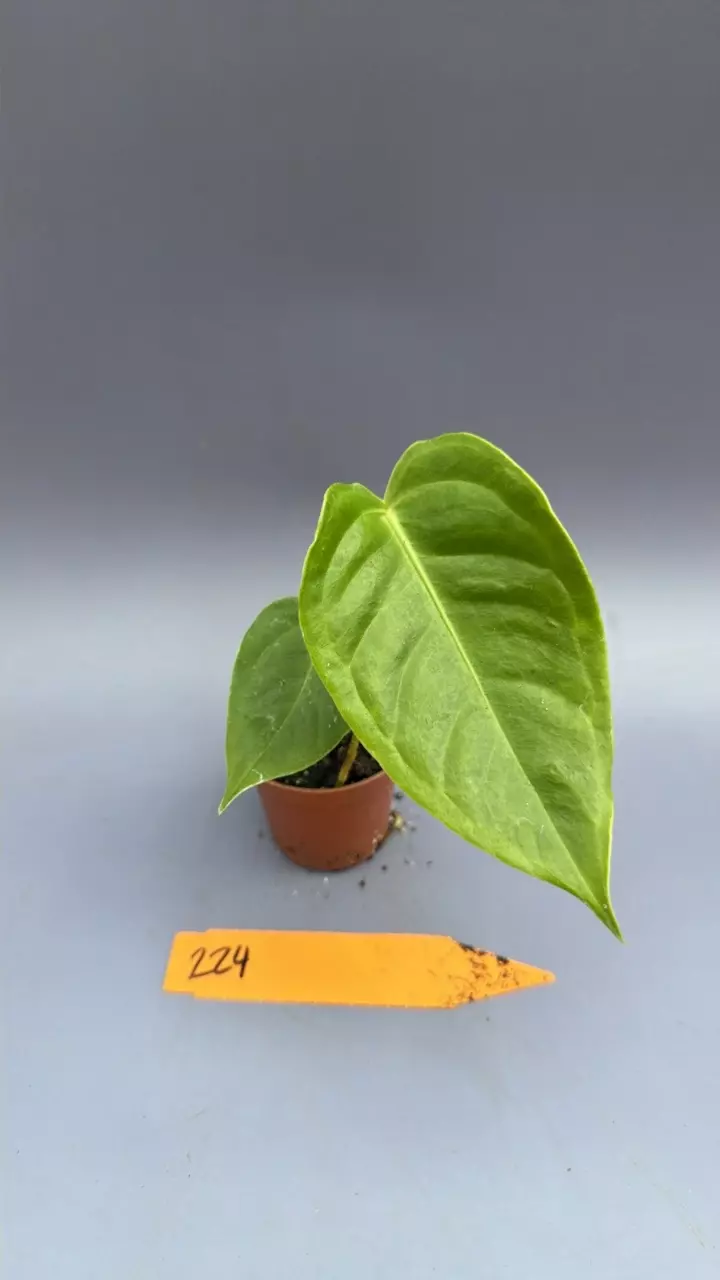 Anthurium Veitchii- 224 thumbnail