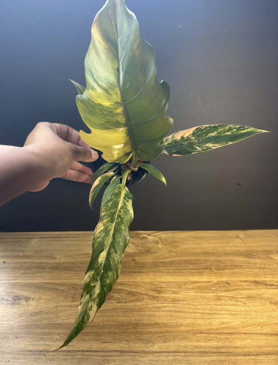 Philodendron Caramel Marble 4” thumbnail