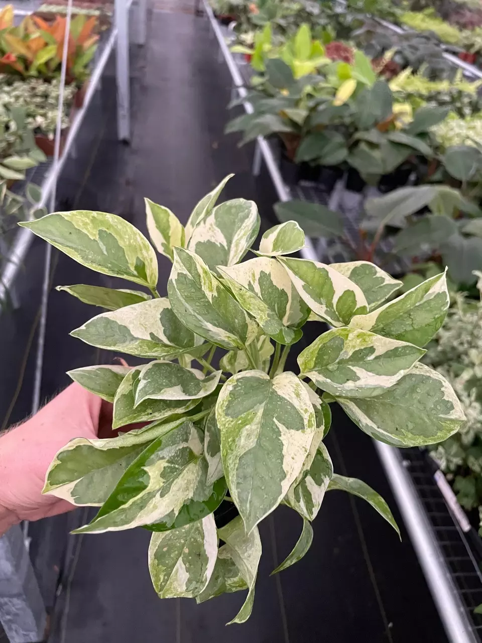 Pearls and Jade Pothos 3” Pot Growers choice thumbnail