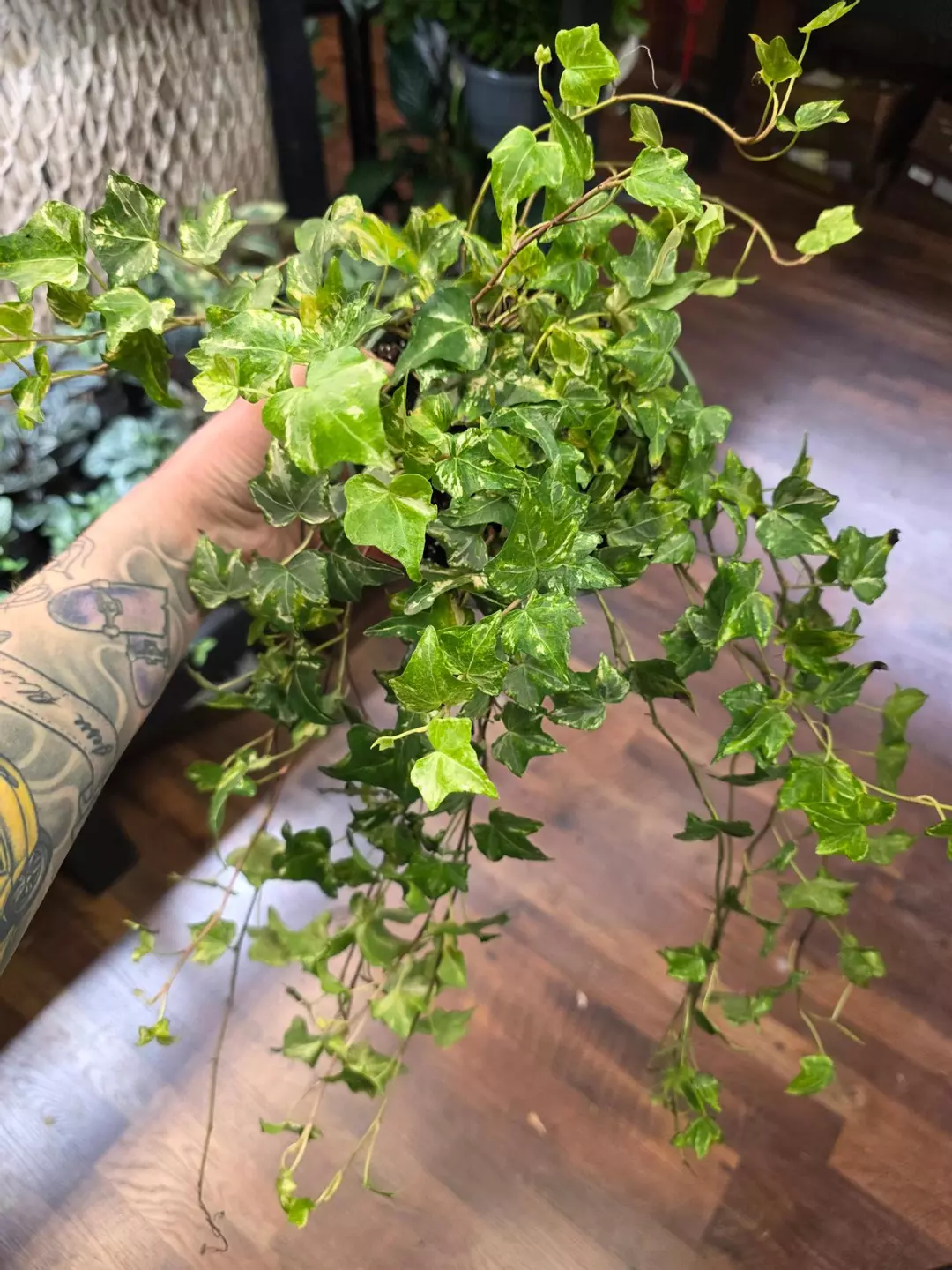 Variegated Ivy Colibri thumbnail