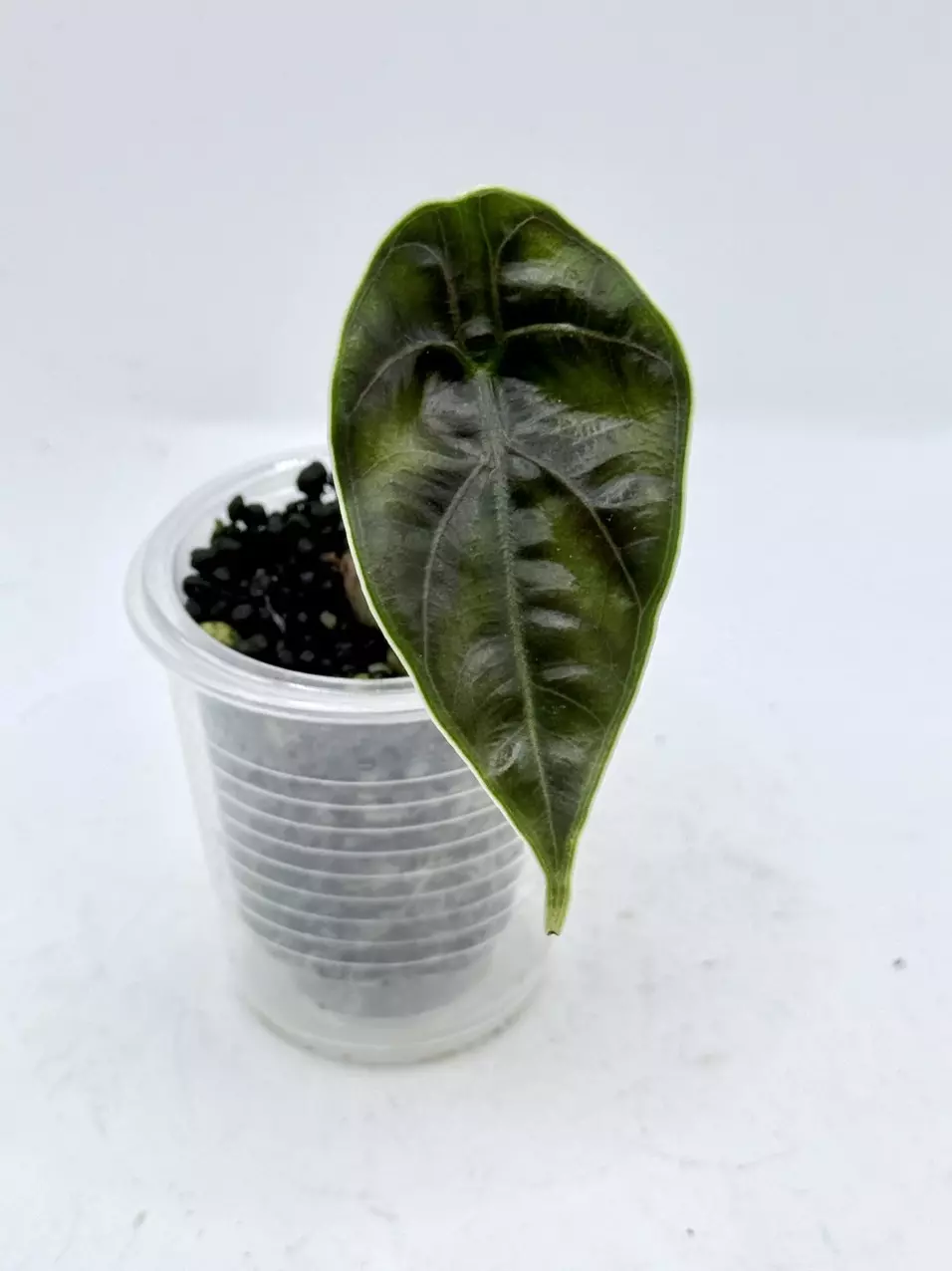 Alocasia Azlanii pup thumbnail