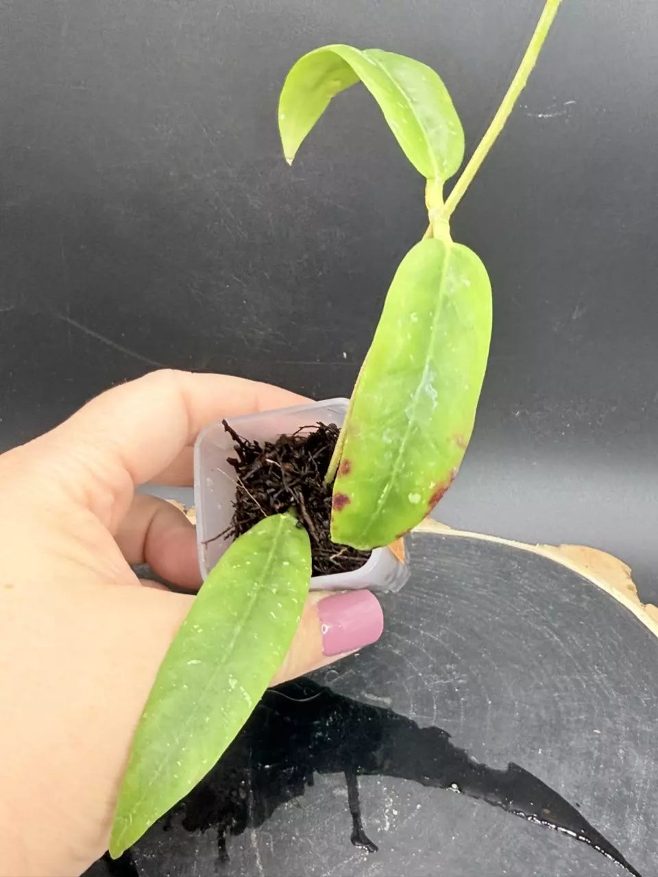 Hoya Sabah-7950  #297 - sunstresses thumbnail