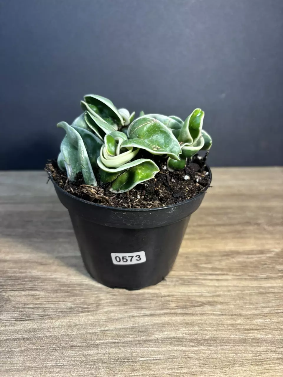 Hoya Carnosa Compacta Rope Variegated 4” 0573 thumbnail