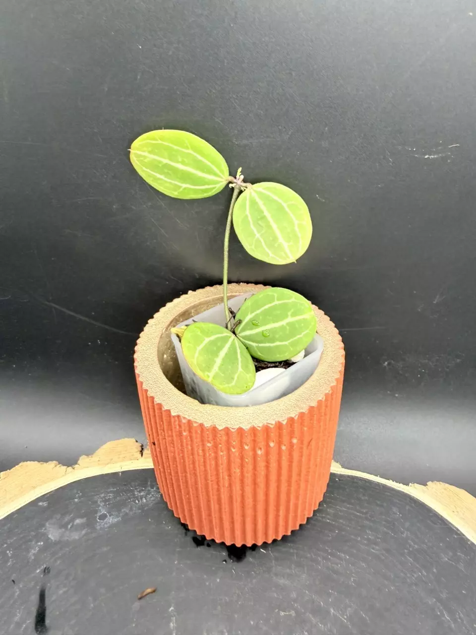 Dischidia Ovata #300 -recent bloom thumbnail