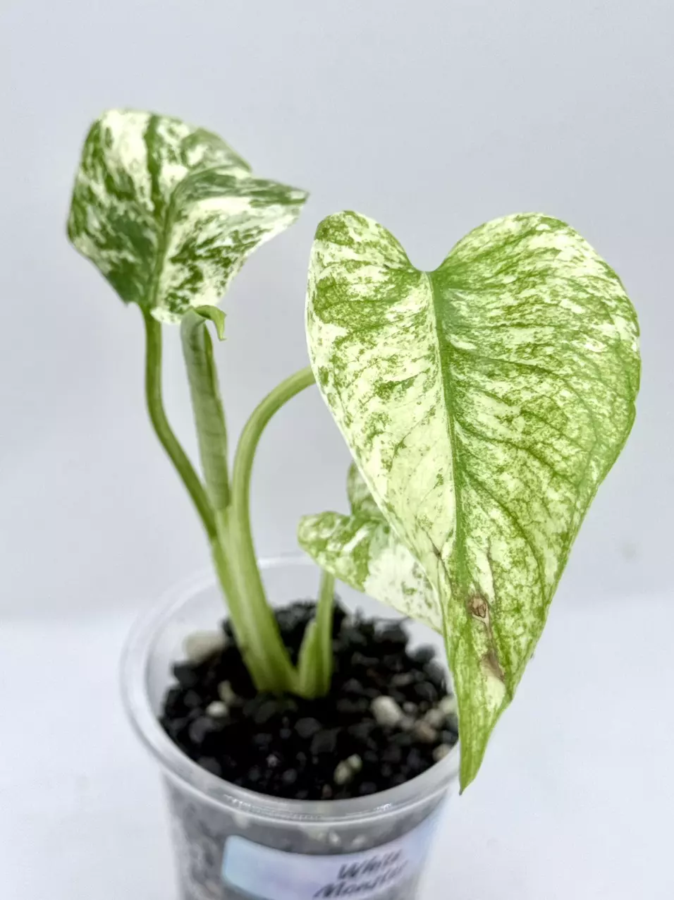 Monstera White Monster thumbnail