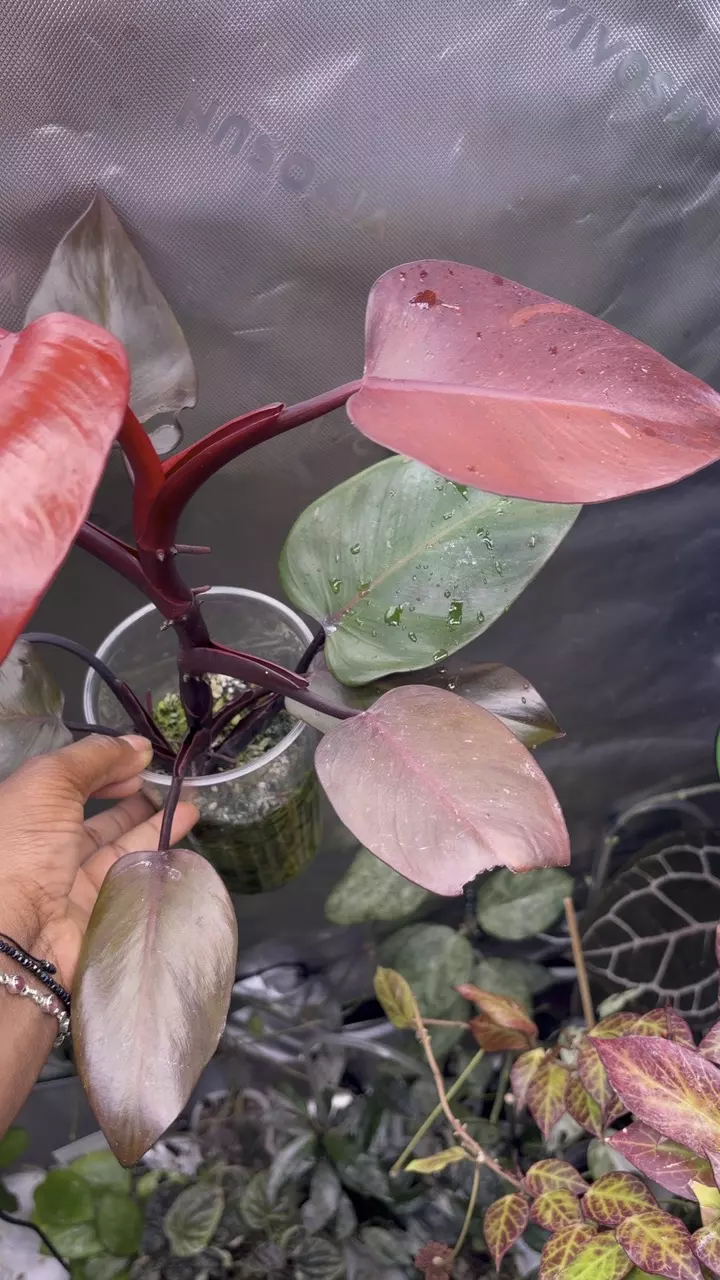 Philodendron Persimmon Princess thumbnail