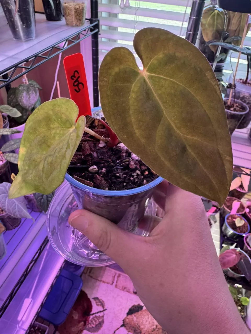 Anthurium AOS x L x LB x(Dark Phoenix x FSRL) thumbnail