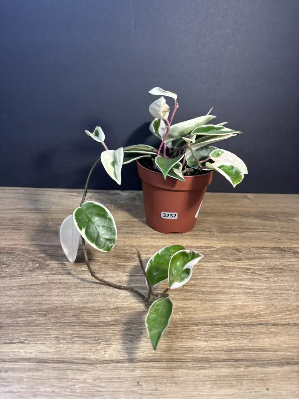 Hoya Krimson Queen 4” 3232 thumbnail