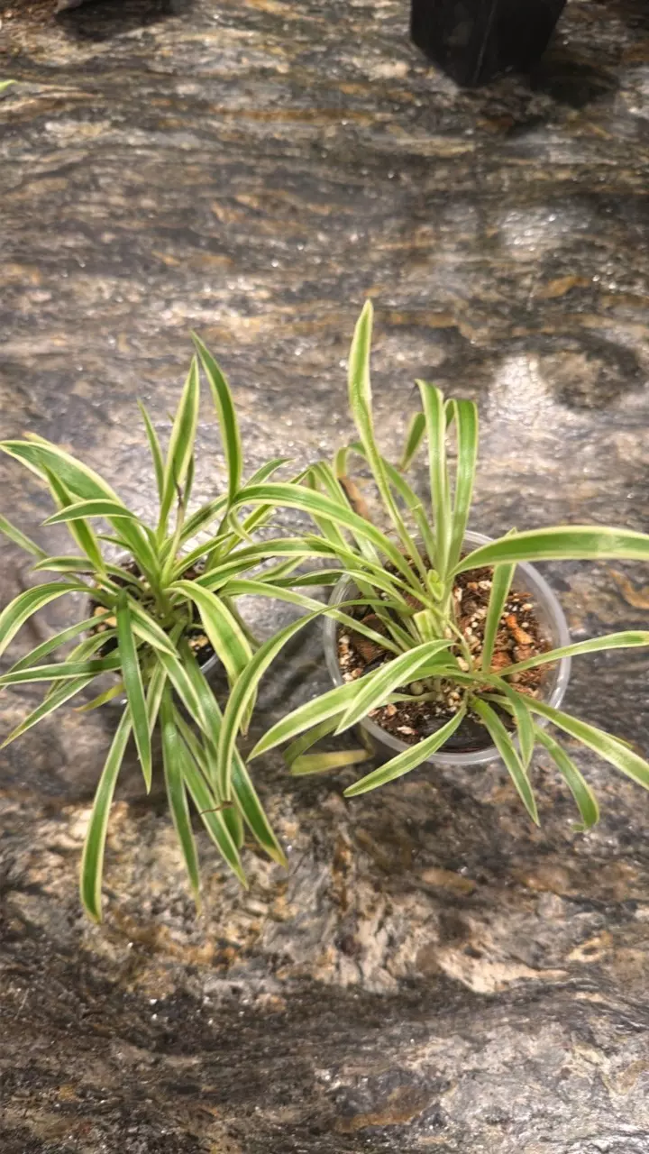 Spider Plant Starters ADD ON ONLY thumbnail