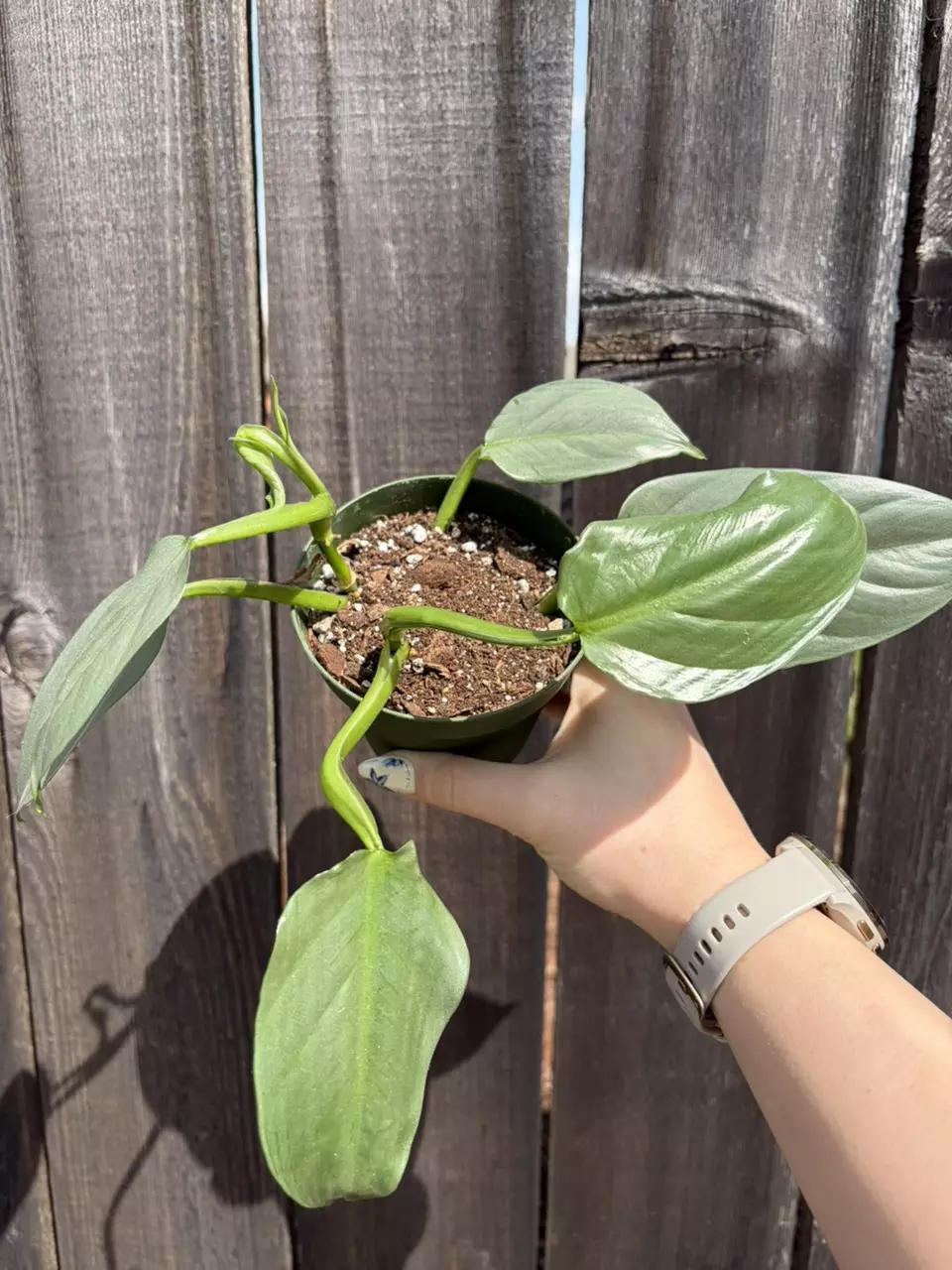 Philodendron Silver Sword thumbnail