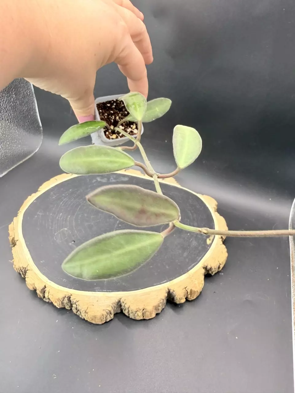 Hoya Anncajanoae #307 thumbnail