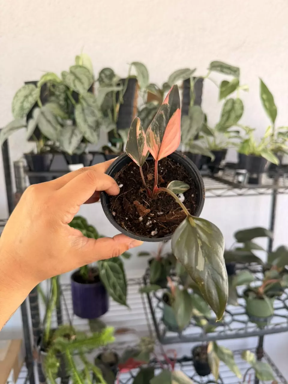 Homalomena pink diamond starter 4” thumbnail