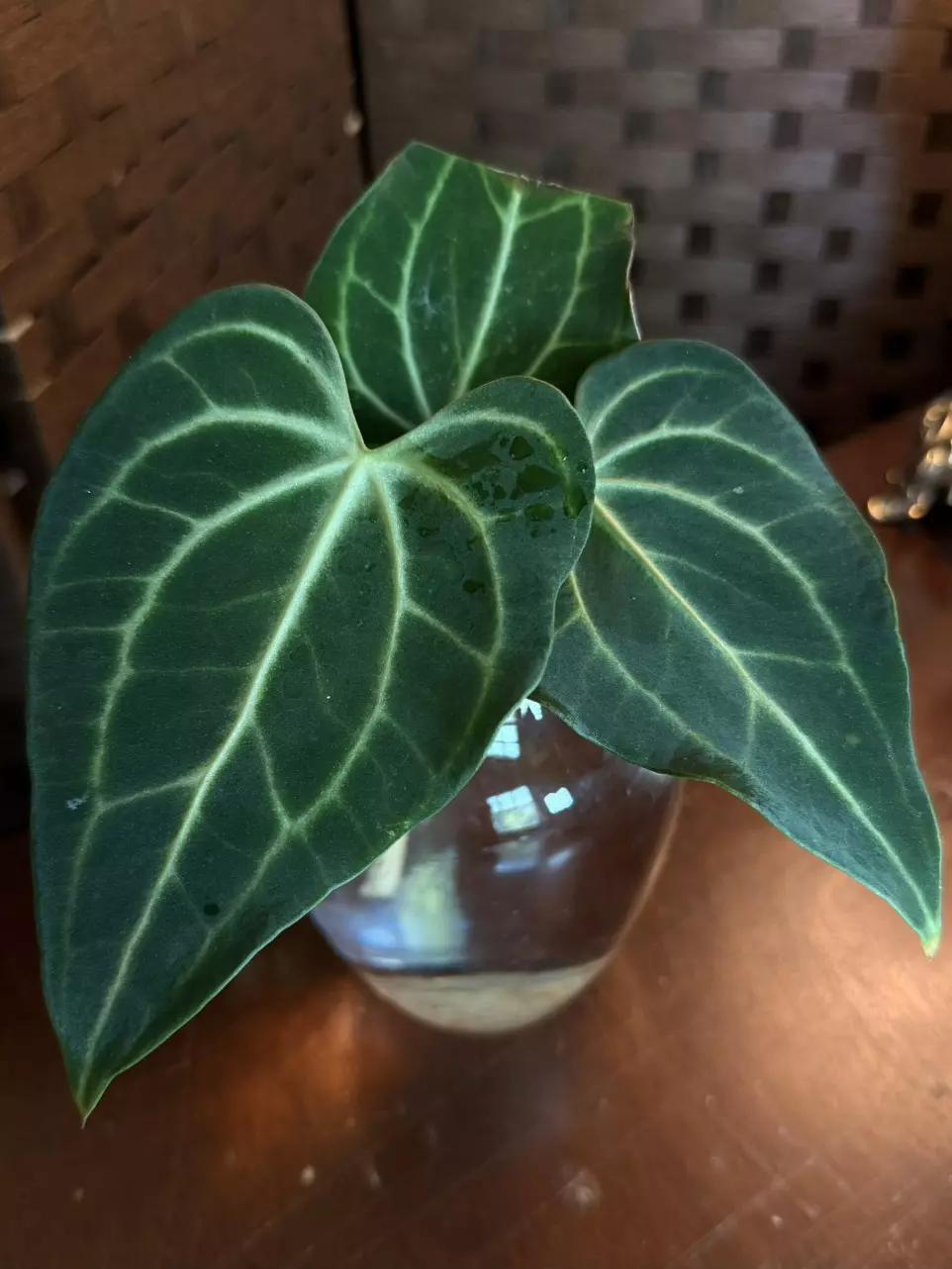 A. King of Clarinervium *Fresh Import* thumbnail