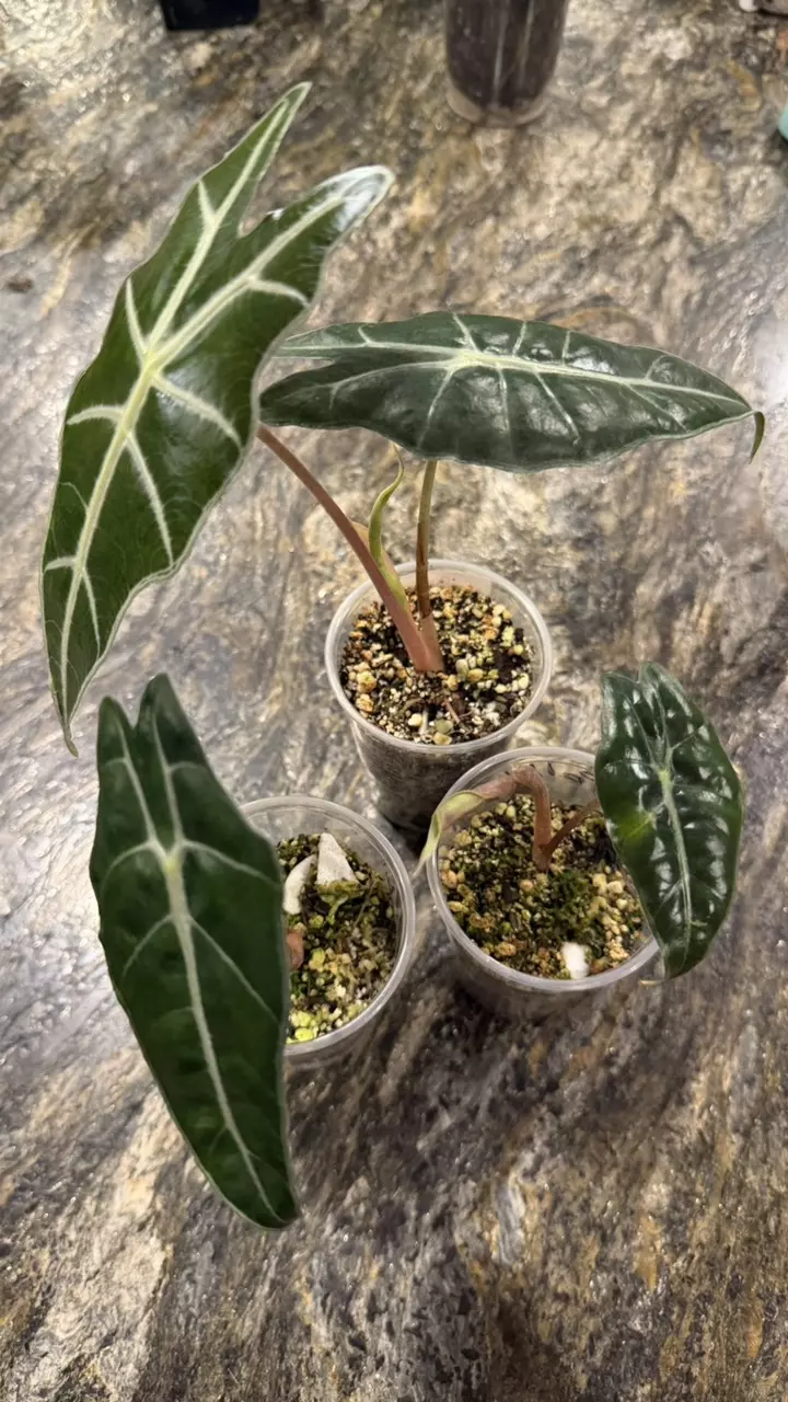 Alocasia Polly ADD ON ONLY thumbnail